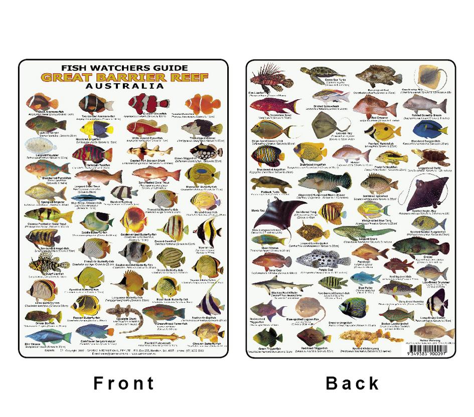 Reef Fish